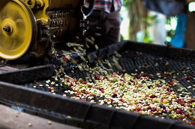 Fermentation Process in Coffee and the Effect on Flavour; A Short Overview.